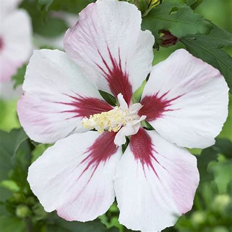 Hardy Hibiscus Collection - 3 varieties | YouGarden