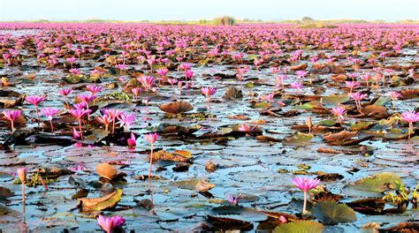 Red Lotus Lake ทะเลบัวแดง Udon Thani 2019 | Flickr