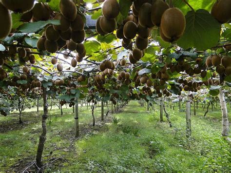 Kiwi Farming, Kiwi tree fruit Planting, Kiwi plant