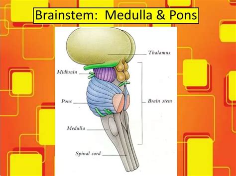 PPT - Brainstem: Medulla & Pons PowerPoint Presentation, free download ...