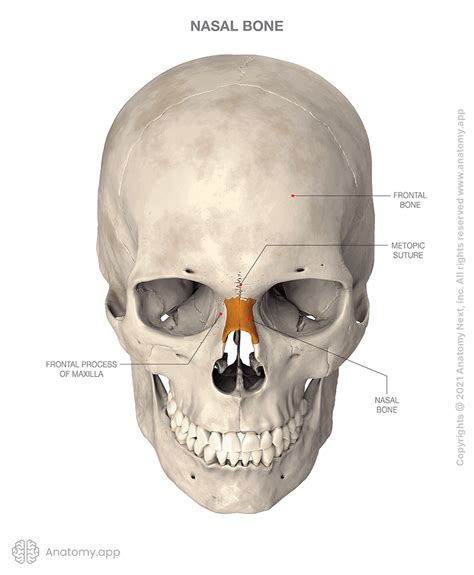 Nasal bone | Encyclopedia | Anatomy.app | Learn anatomy | 3D models, articles, and quizzes