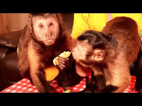 Monkeys Eating Chicken and Cuddling - YouTube