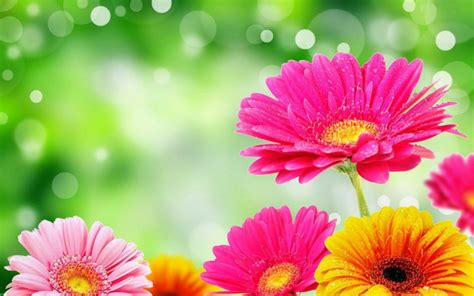 Bright Flowers Background