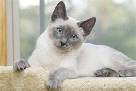 Blue Eyes Cattery- Siamese & Snowshoe Kittens