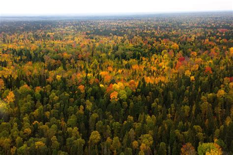 Forêt boréale : quel est ce "marché de crédits carbone" que veut développer la Russie