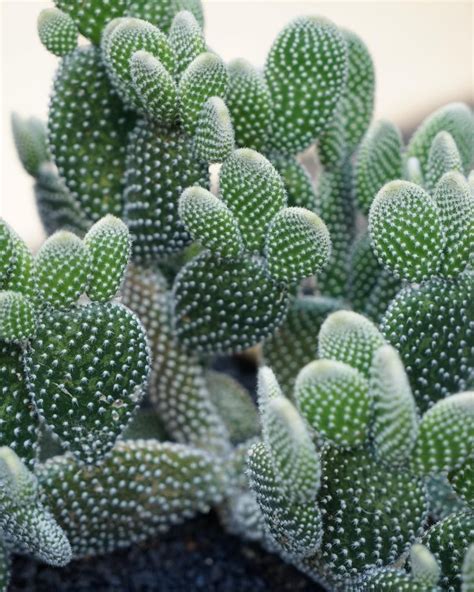 15 Best Types Of Cactus Plants To Benefit And Beautify Your Home