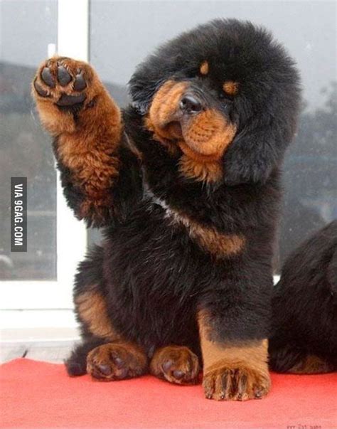 Tibetan Mastiff is like a live teddy! - 9GAG