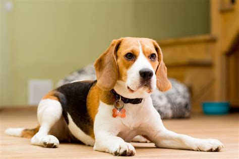 Beagle Training Tips | Canna-Pet®