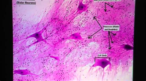 nervous tissue labeled