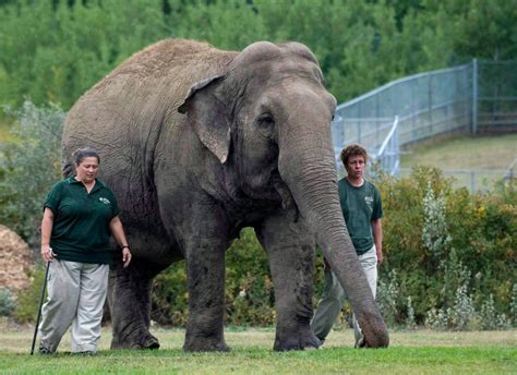 Latest examination recommends Lucy stay at Edmonton Valley Zoo - Edmonton | Globalnews.ca