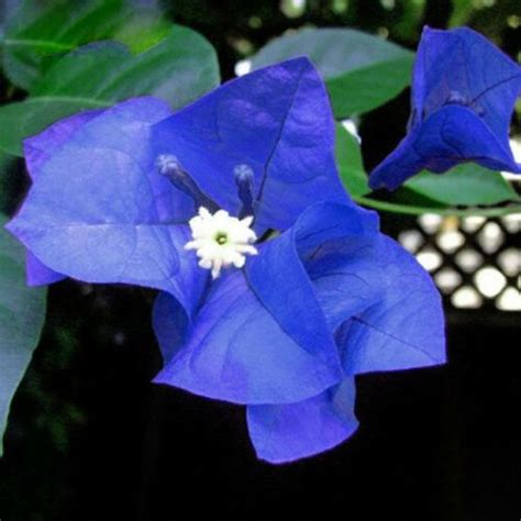 Blue Bougainvillea 300 Pcs Flowers Seeds – African Seeds