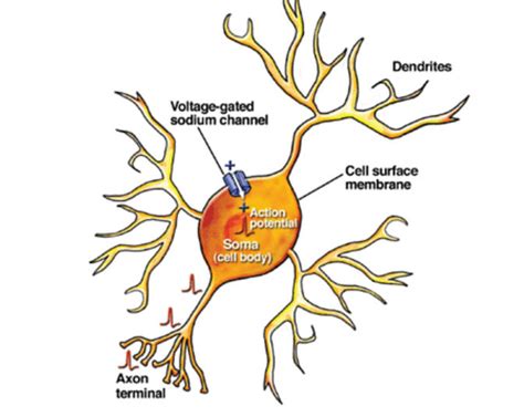 Susie Says: Fire Up Your Dendrites