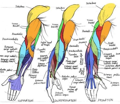 Pin by Melissa Cunningham on occupational therapy | Arm anatomy, Muscle anatomy, Anatomy reference