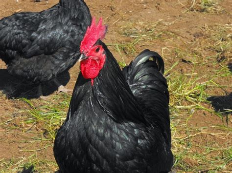 Australorp Chicken : Information ~ Pets Planet