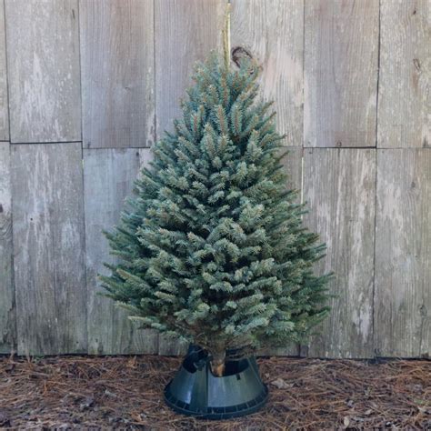 National Plant Network 5 ft. Freshly Cut Blue Spruce Real Christmas ...