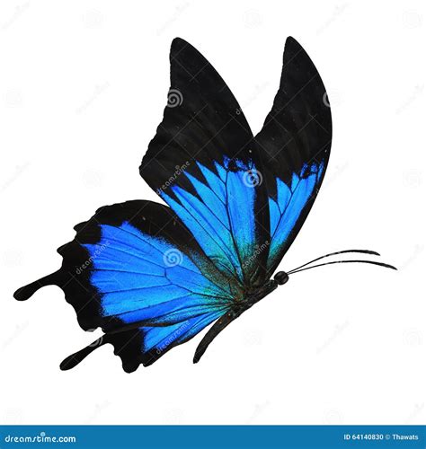 Blue butterfly flying stock photo. Image of flying, beauty - 64140830