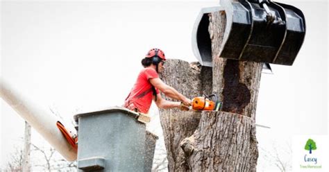 Planning to Remove Trees in Your Backyard? - Casey Tree Removal