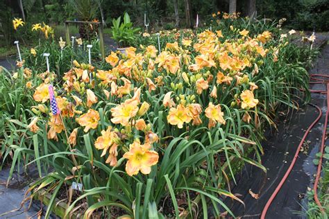 Lewis Daylily Garden: Dan and Jane Trimmer's daylily garden