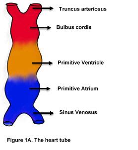 Embryology