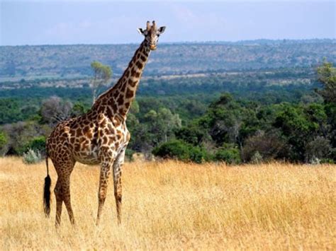 African Giraffe Facts | Anatomy, Diet, Habitat, Behavior - Animals Time