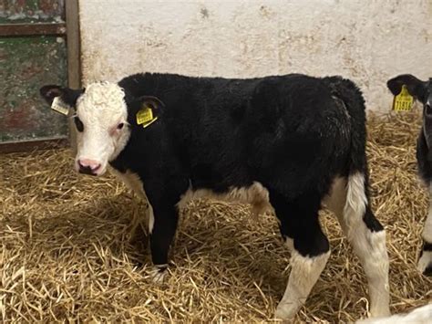 Super Hereford Heifer Calves for sale in Co. Tipperary for €0 on DoneDeal