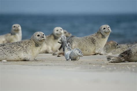 Wadden Sea National Park - Scan Magazine