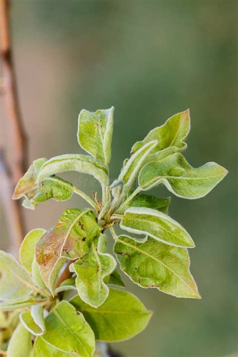 Pear Leaves with Leaf Curl, Taphrina Deformans, Disease. Branch of ...