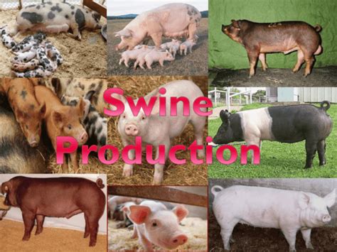 Swine Production