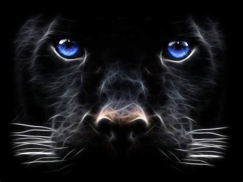 Black Panther - Animals Wallpaper (13128439) - Fanpop