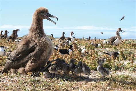 Albatross | Largest Seabird, Migration & Conservation | Britannica