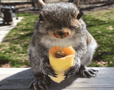 Eastern-gray-squirrel GIFs - Get the best GIF on GIPHY