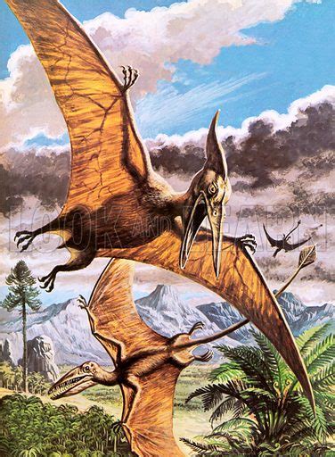 Rhamphorhynchus Size