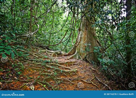 Taman negara stock photo. Image of tree, adventure, wild - 38716378