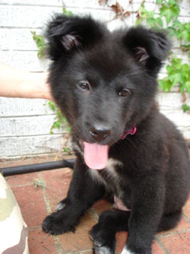 Chow Border Collie Mix