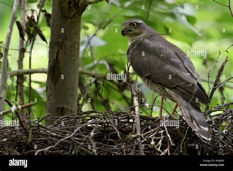 Eurasian Sparrowhawk ( Accipiter nisus ), adult female, perched at its nest with freshly hatched ...