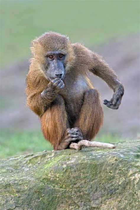 Guinea Baboon (papio Papio) Stock Image - Image of mammal, species: 51423055