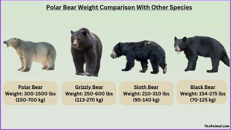 Polar Bear Weight: How Heavy Are They? With Comparison