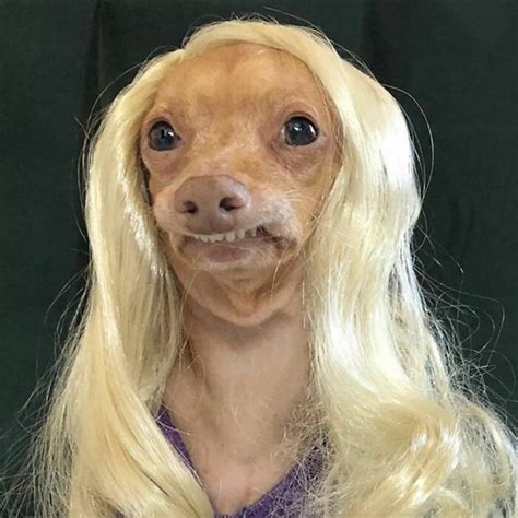 35 People Are Sharing Photos Of Their Dogs Wearing Wigs, And It’s ...