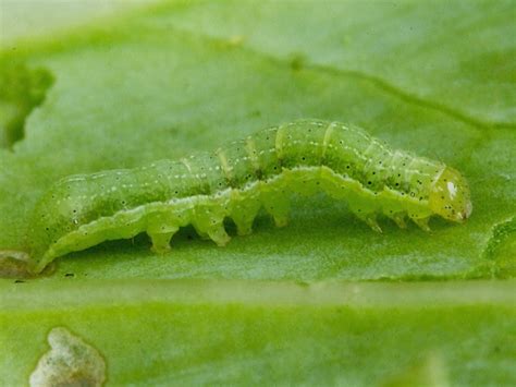 Cabbage Moth, Mamestra brassicae | Wildlife Insight