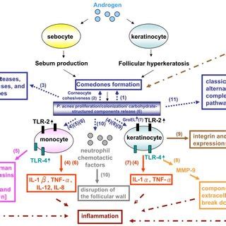 (PDF) Propionibacterium acnes in the Pathogenesis and Immunotherapy of ...