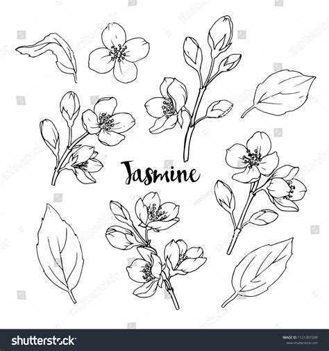 Jasmine Flower Drawing Photos and Images