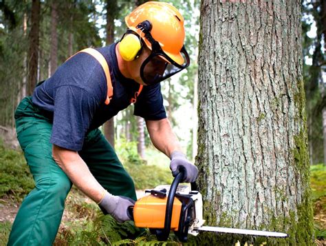 How to Cut Down a Large Tree | iseekplant