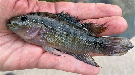 50 Fish, 50 States: Rudd of South Dakota - Cool Green Science