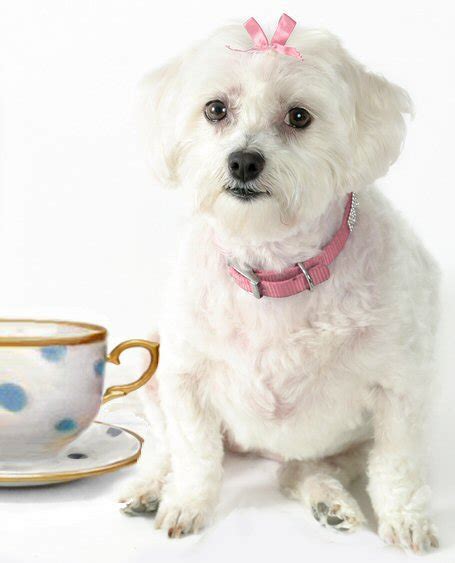 A list of Teacup Puppies and Teacup Dogs and the breeders you should avoid.