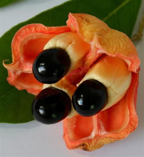 The World’s Weirdest and Most Exotic Fruits - Delishably