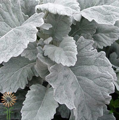 Flat Leaf Dusty Miller - Wholesale Flowers & DIY Wedding Flowers