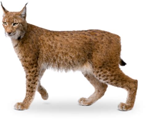 Bobcat Eurasian lynx Wildcat California spangled Av hayvan? - lynx png download - 727*600 - Free ...