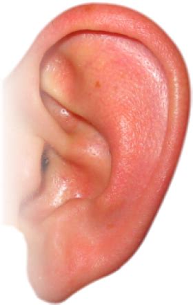 Ear PNG