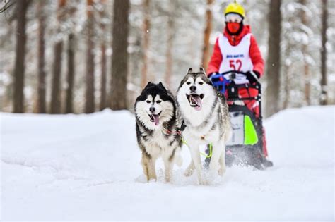 Sled dog racing. husky sled dogs team pull a sled with dog driver ...