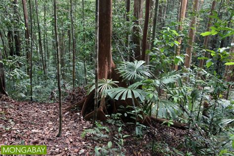 Sarawak rainforest